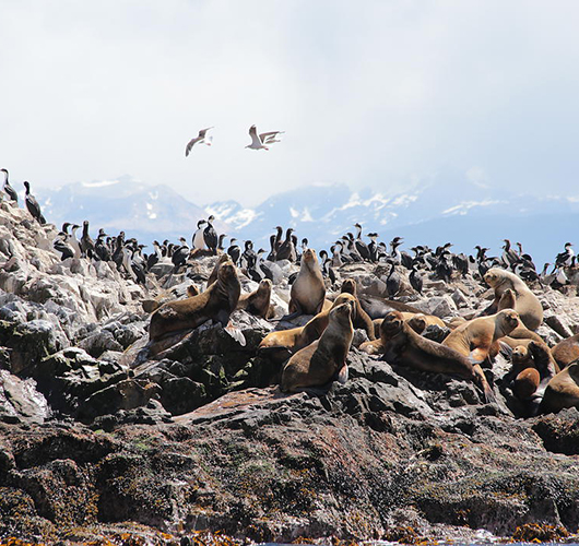 Les lions de mer du Cap Horn