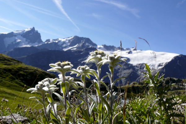 L'Edelweiss