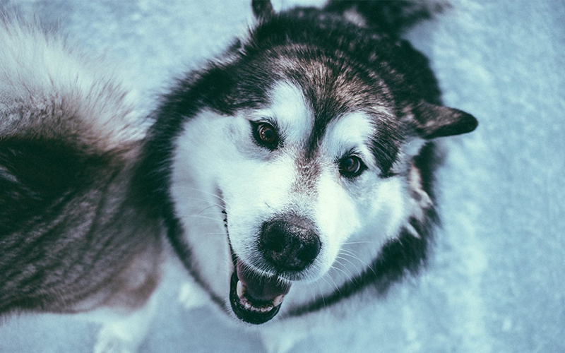 husky Alaska