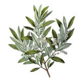 Huile vierge d’Olive BIO