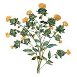 Organic virgin safflower Oil