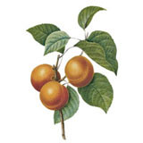 Organic virgin apricot kernel oil