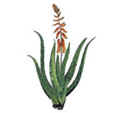 Organic macerated aloe vera oil