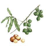 Huile vierge de Macadamia BIO