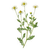 Organic Roman Chamomile Floral Water