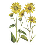 Organic Sunflower Oil