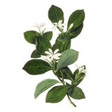 Monoi Edelweiss natural