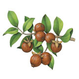 Organic jojoba oil