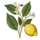 Organic lemon extract