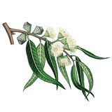 Organic Eucalyptus Globulus essential oil