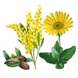 Wax esters of plant origina (jojoba, mimosa and sunflower)