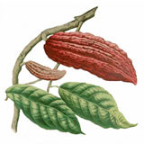 Beurre de Cacao BIO