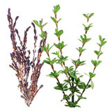 Extract of Myrothamnus flabellifolia, a desert plant known as the resurrection plant