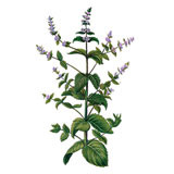 Huile essentielle de Menthe des champs (Mentha arvensis) BIO