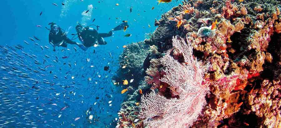 Replanting coral with EQ and Ocean Quest